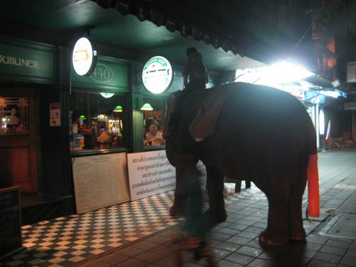 Little-known fact: elephants love Guinness.