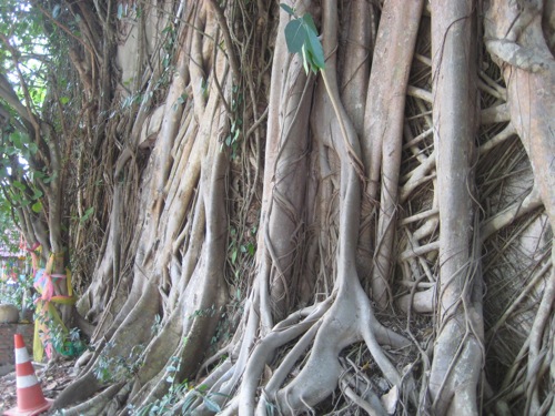 Believe it or not, the wall of a temple that was completely overgrown with trees. This is located on the spot where General Taksin trained his troops for war and the battles that would eventually lead to a united Siamese Kingdom.