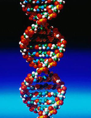 There I am, third red nucleotide from the left.
