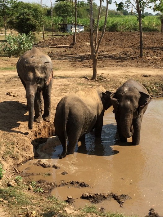 Happy as an elephant in mud.